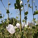 malacothamnus fasciculatus
